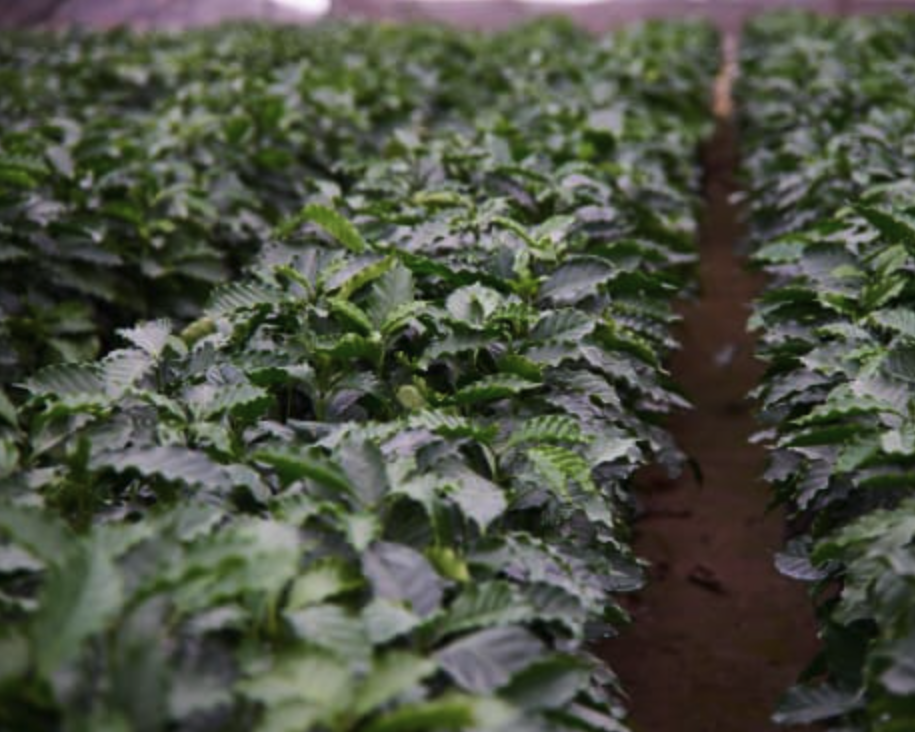 Decaf Colombia - Huila