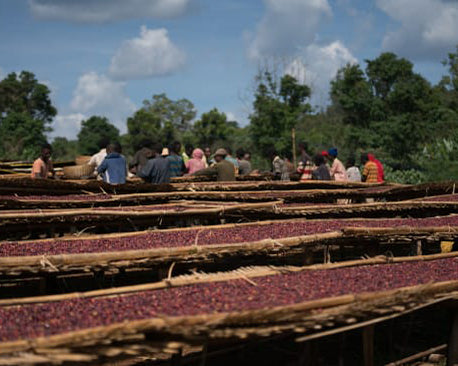 Ethiopia - Yirgacheffe - Halo Beriti